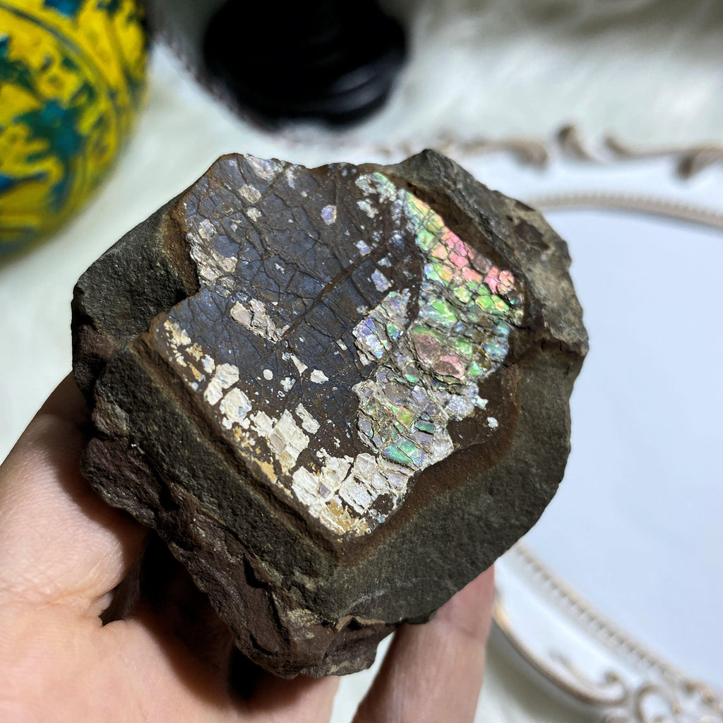 Genuine Unpolished Natural Alberta Ammolite Fossil Free Form Specimen - Earth Family Crystals