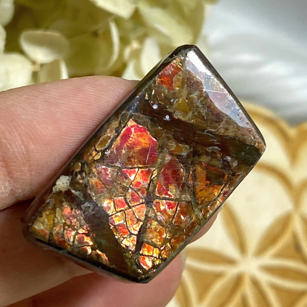 Genuine Alberta Ammolite Fossil Cabochon ~ Perfect for Crafting #1 - Earth Family Crystals