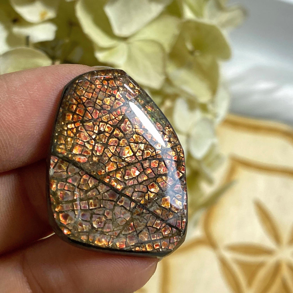 Genuine Alberta Ammolite Fossil Cabochon ~ Perfect for Crafting #2 - Earth Family Crystals