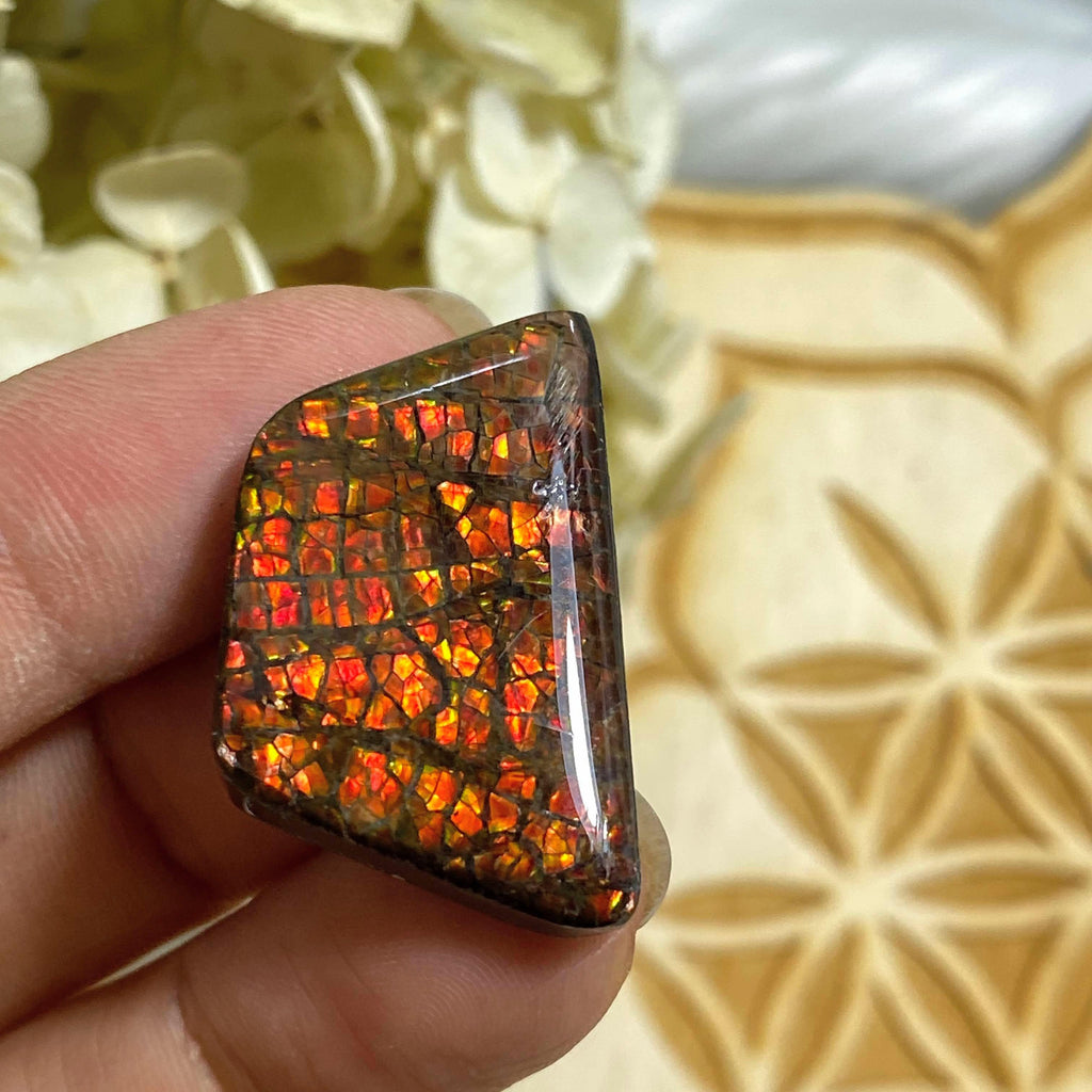Genuine Alberta Ammolite Fossil Cabochon ~ Perfect for Crafting #3 - Earth Family Crystals