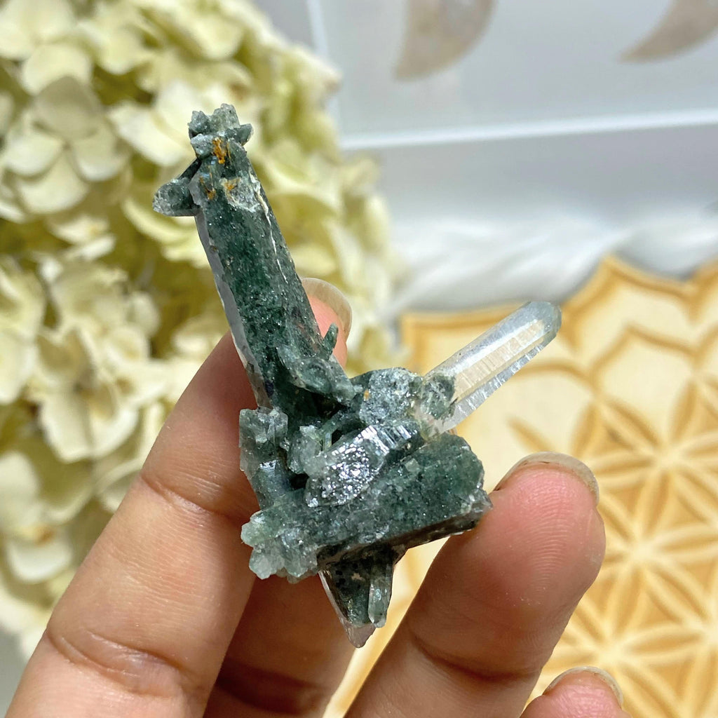 Unique & Rare! Samadhi Green Himalayan Quartz Multi Point Cluster #6 - Earth Family Crystals