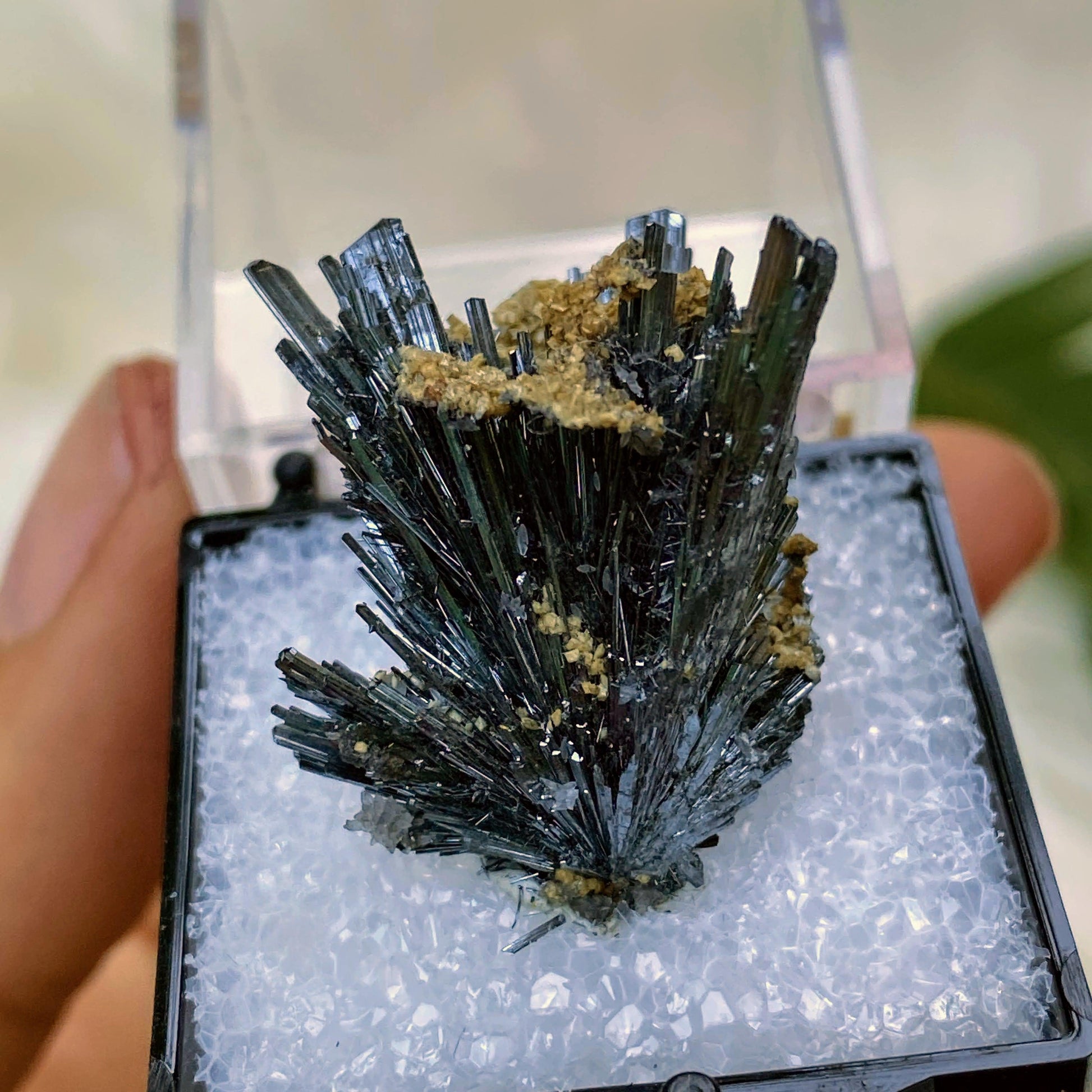 Rare Locale! Intricate Stibnite Nestled in Quartz in Collectors Box ~ Locality: Herja Mine, Romania - Earth Family Crystals