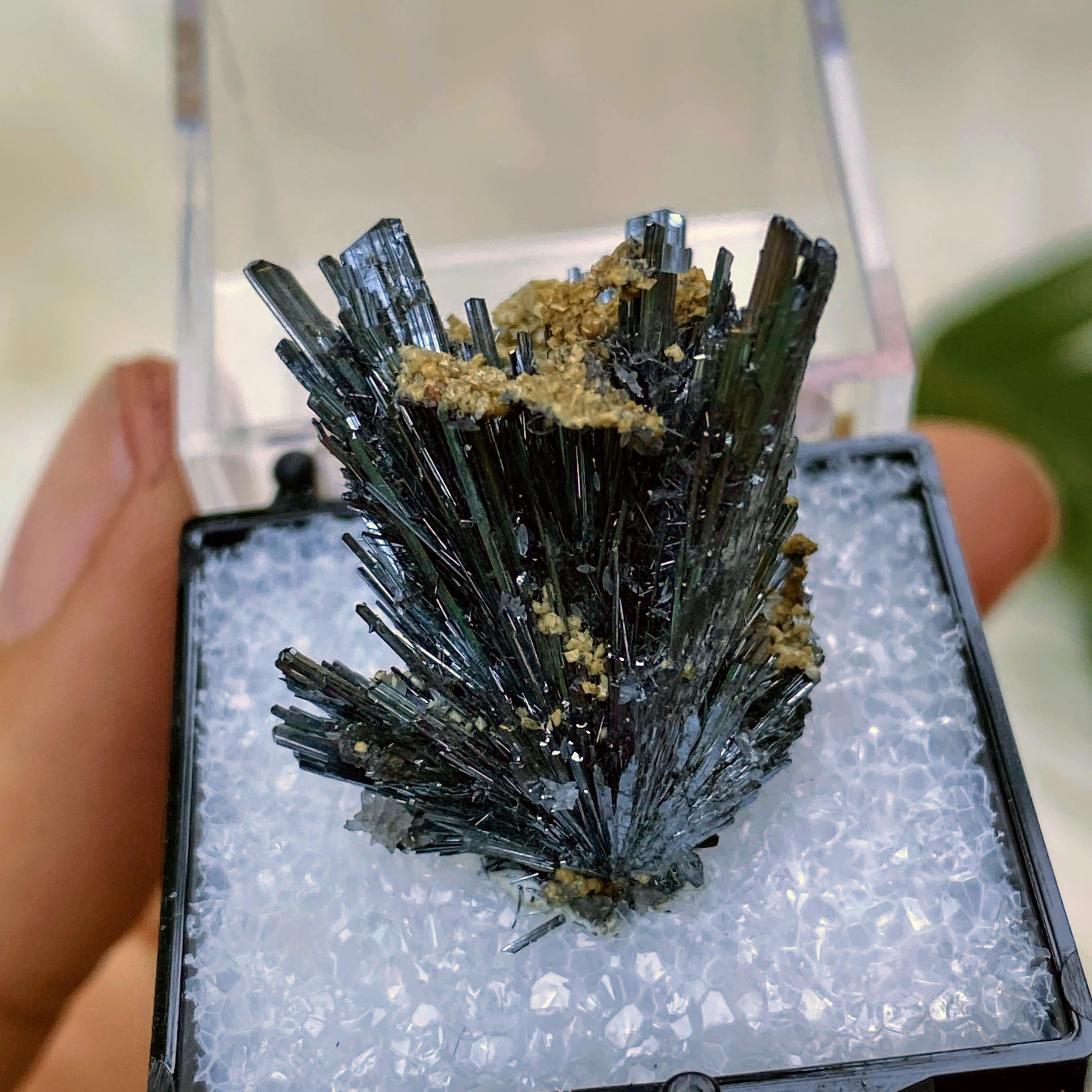 Rare Locale! Intricate Stibnite Nestled in Quartz in Collectors Box ~ Locality: Herja Mine, Romania - Earth Family Crystals