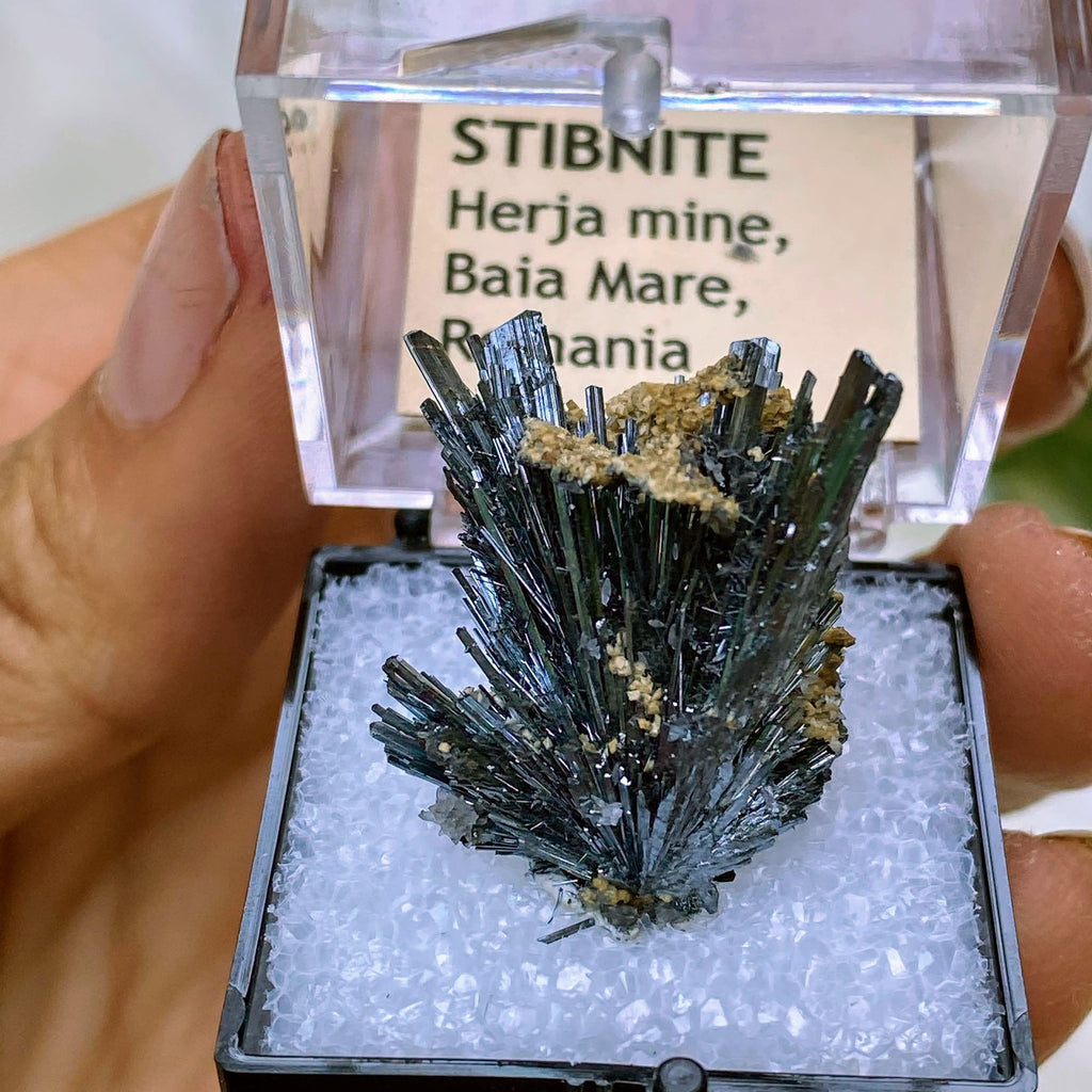 Rare Locale! Intricate Stibnite Nestled in Quartz in Collectors Box ~ Locality: Herja Mine, Romania - Earth Family Crystals