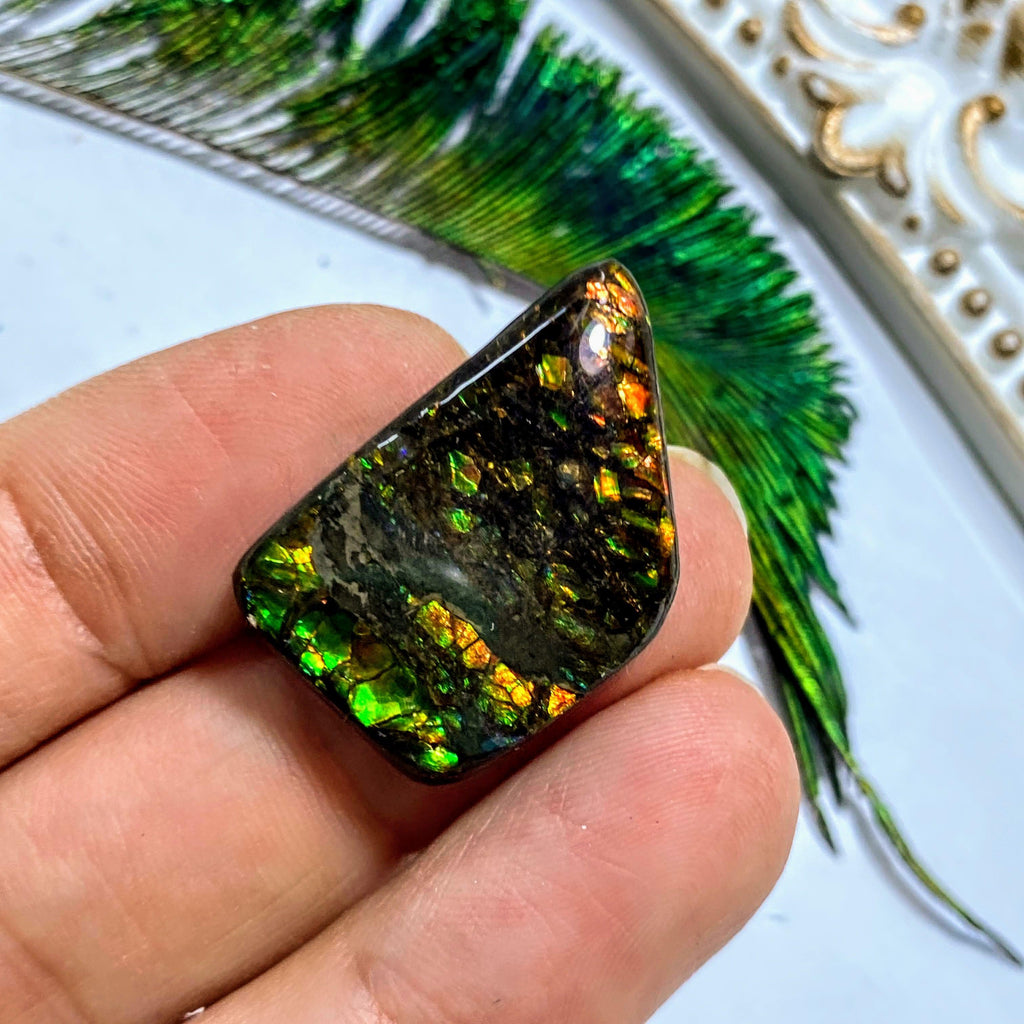 Ammolite Fossil Cabochon From Alberta ~Ideal for Crafting #3 - Earth Family Crystals