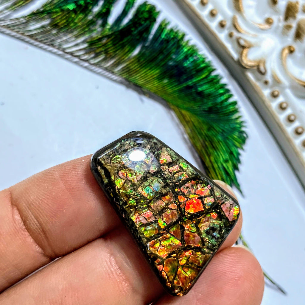 Ammolite Fossil Cabochon From Alberta ~Ideal for Crafting #4 - Earth Family Crystals