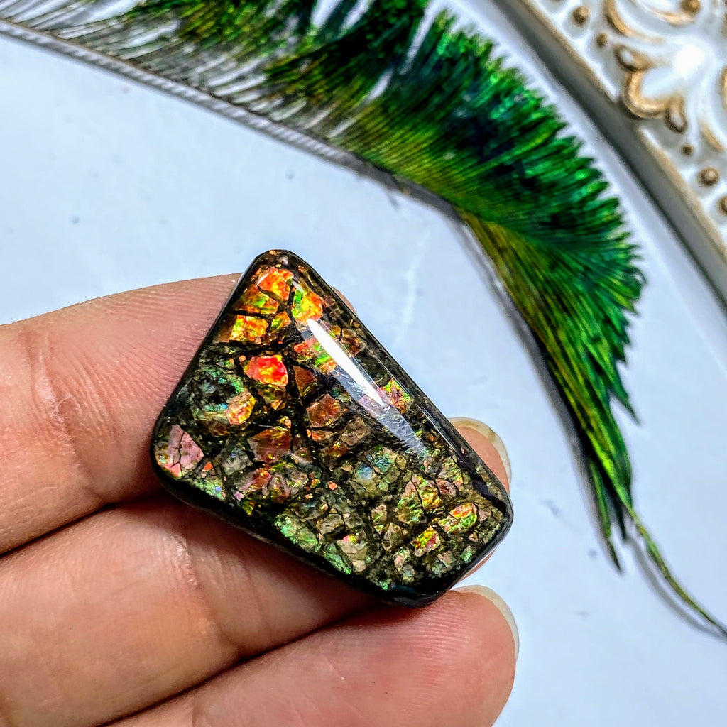 Ammolite Fossil Cabochon From Alberta ~Ideal for Crafting #4 - Earth Family Crystals