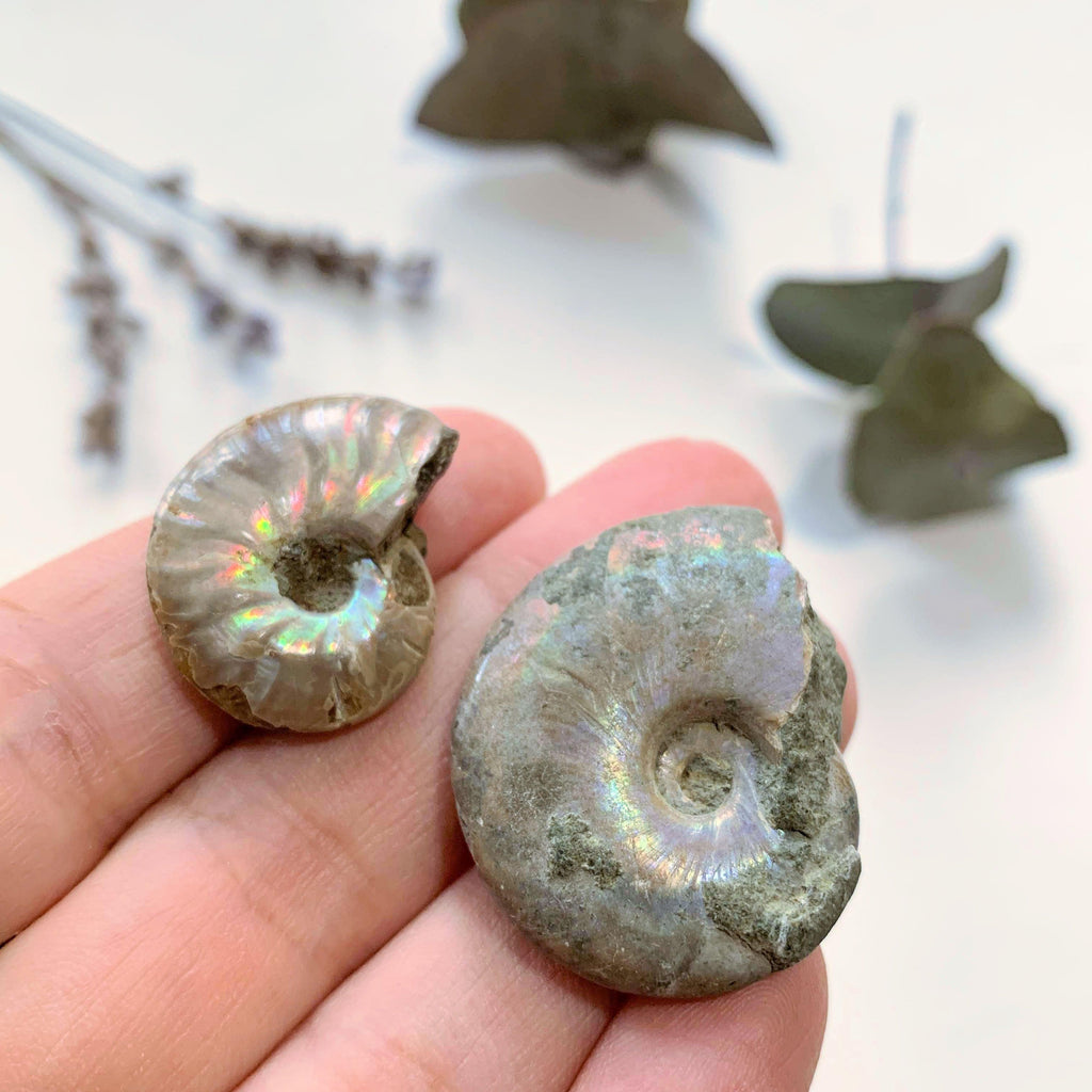 Set of 2 Cute Natural Rainbow Ammonite Small Fossils ~Locality Madagascar - Earth Family Crystals