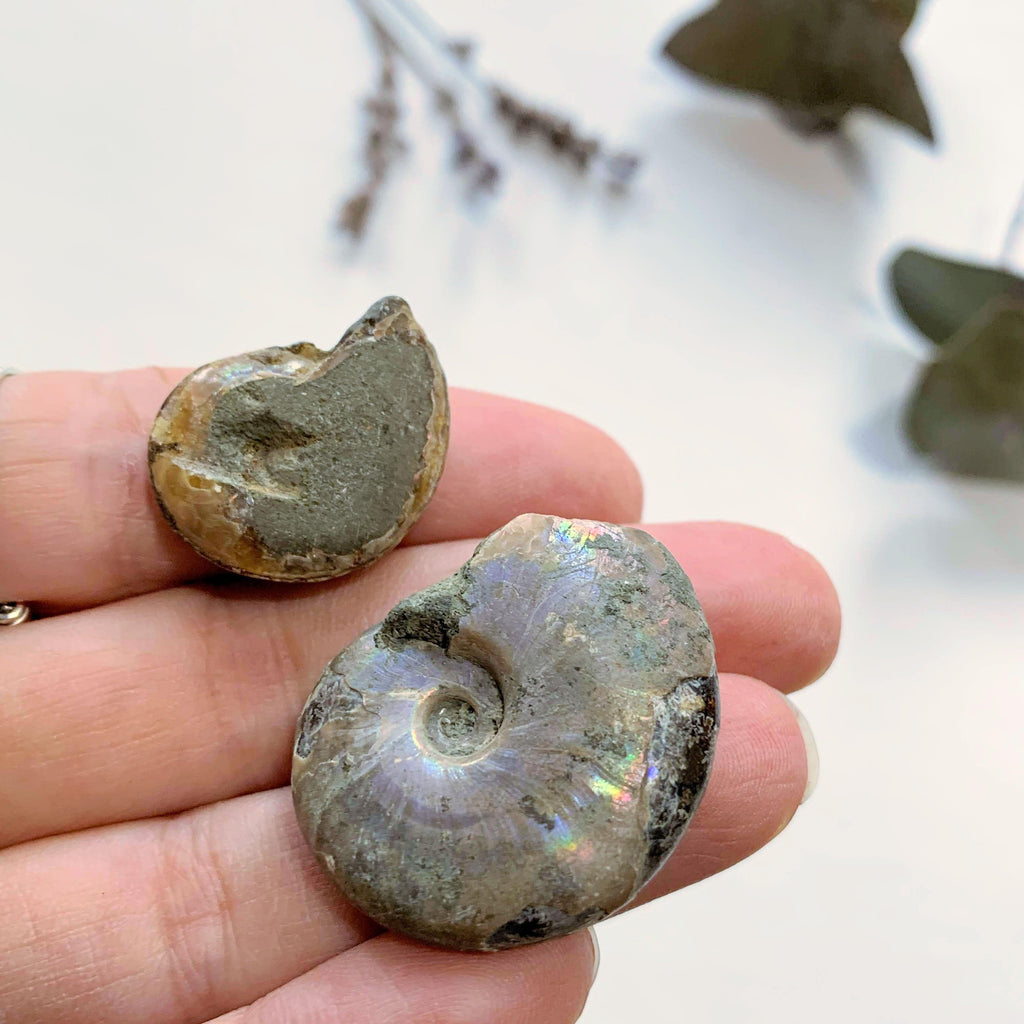 Set of 2 Cute Natural Rainbow Ammonite Small Fossils ~Locality Madagascar - Earth Family Crystals