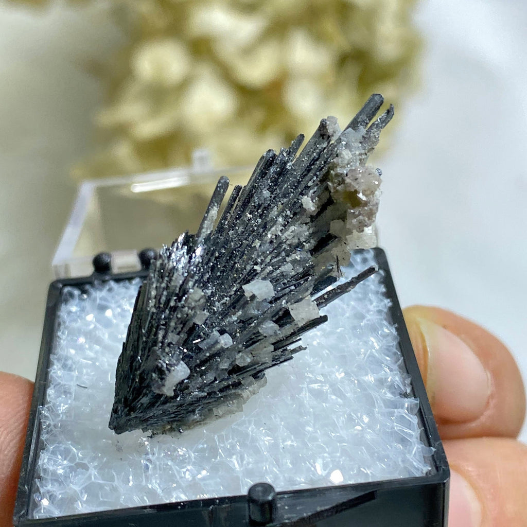 Reserved For Sandy Very Rare Locale!  Fanned Silver Stibnite & Quartz in Collectors Box From Herja Mine, Romania - Earth Family Crystals