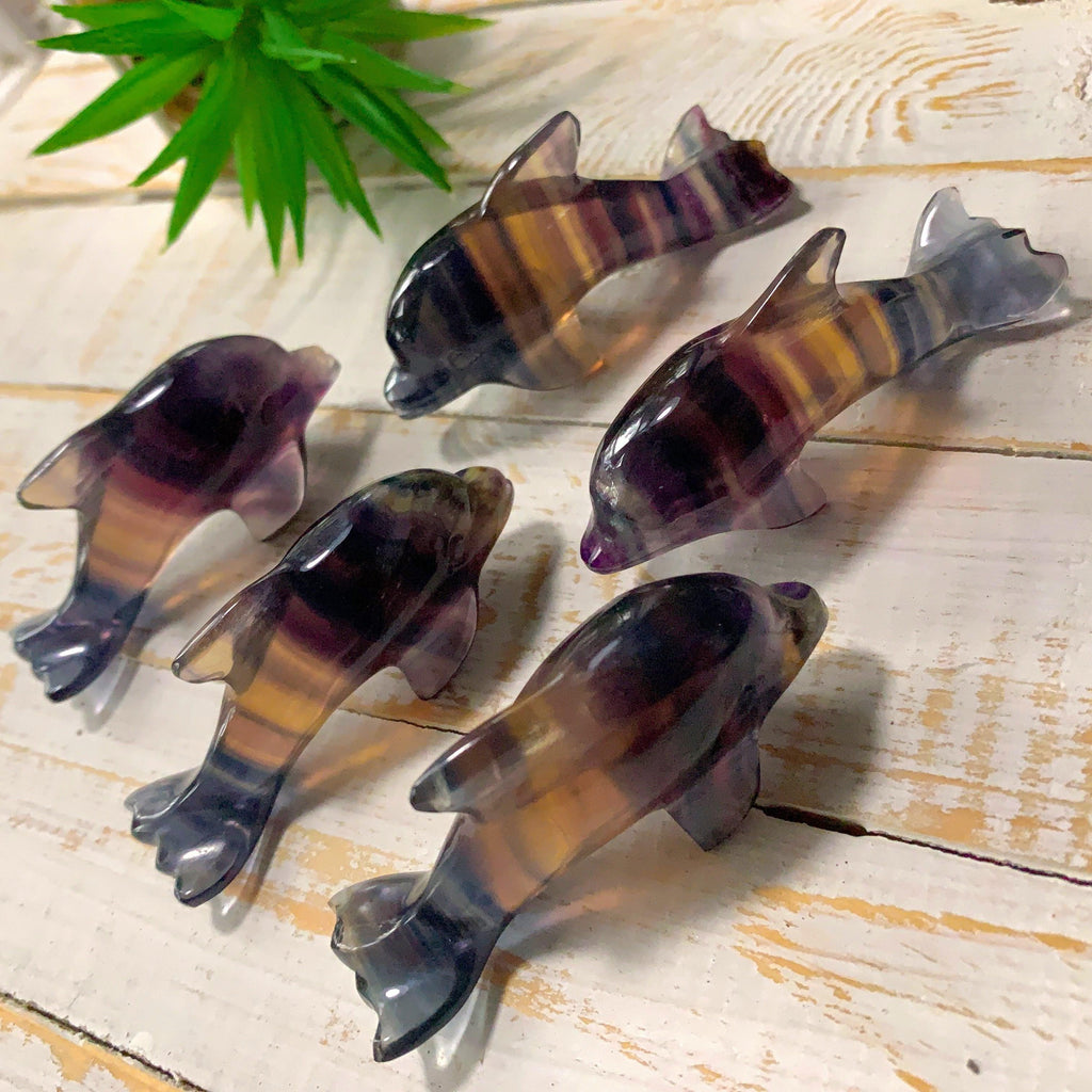 RESERVED ~One Rainbow Fluorite Dolphin Display Carving - Earth Family Crystals
