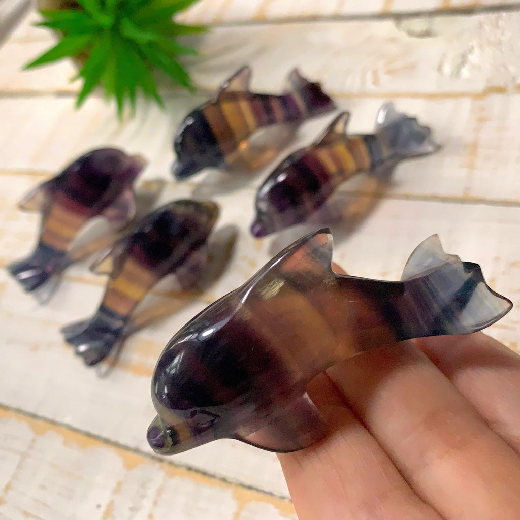 RESERVED ~One Rainbow Fluorite Dolphin Display Carving - Earth Family Crystals
