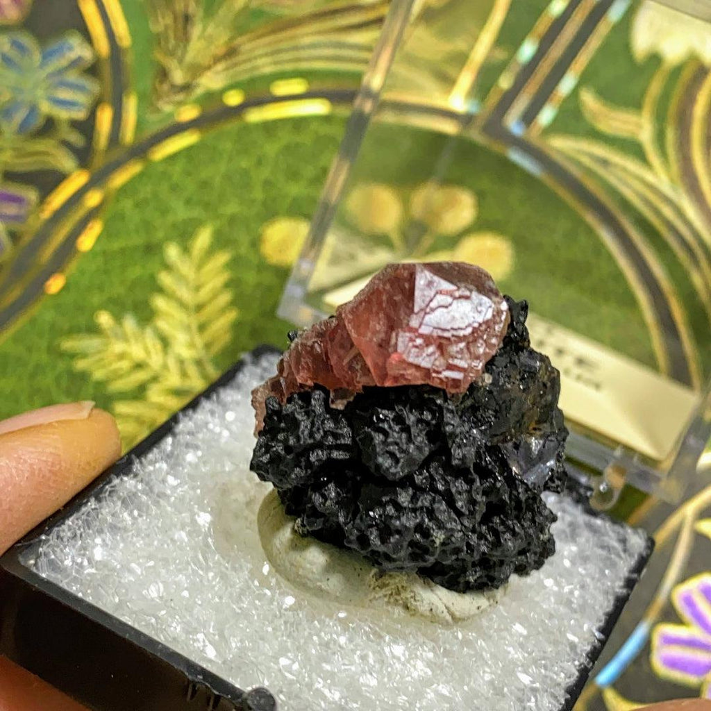 Gemmy Raspberry Pink Rhodochrosite on Black Manganese matrix in Collectors Box from Lima, Peru - Earth Family Crystals