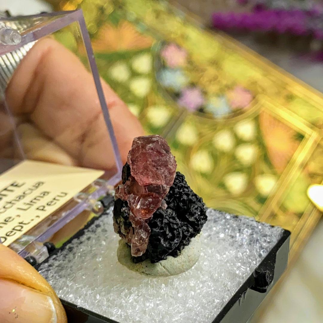 Gemmy Raspberry Pink Rhodochrosite on Black Manganese matrix in Collectors Box from Lima, Peru - Earth Family Crystals