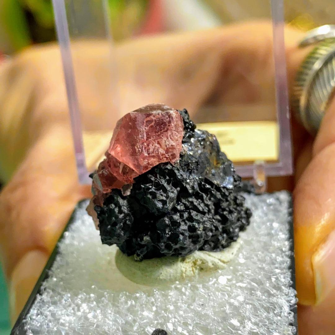 Gemmy Raspberry Pink Rhodochrosite on Black Manganese matrix in Collectors Box from Lima, Peru - Earth Family Crystals