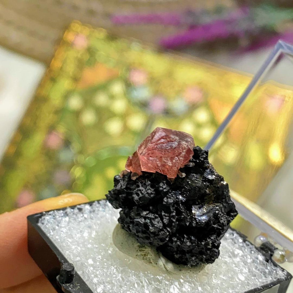 Gemmy Raspberry Pink Rhodochrosite on Black Manganese matrix in Collectors Box from Lima, Peru - Earth Family Crystals
