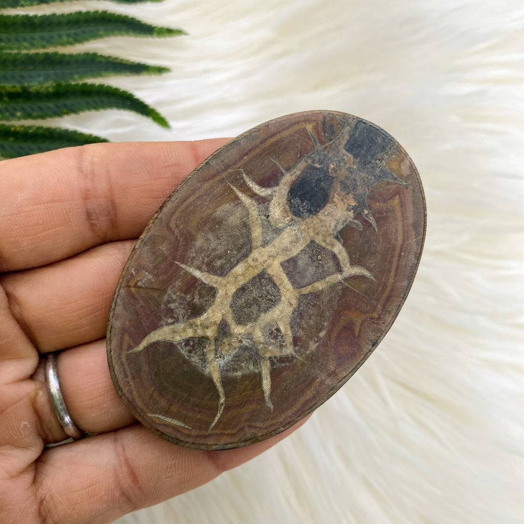 Beautiful Large Septarian Cabochon Perfect for Crafting #2 - Earth Family Crystals
