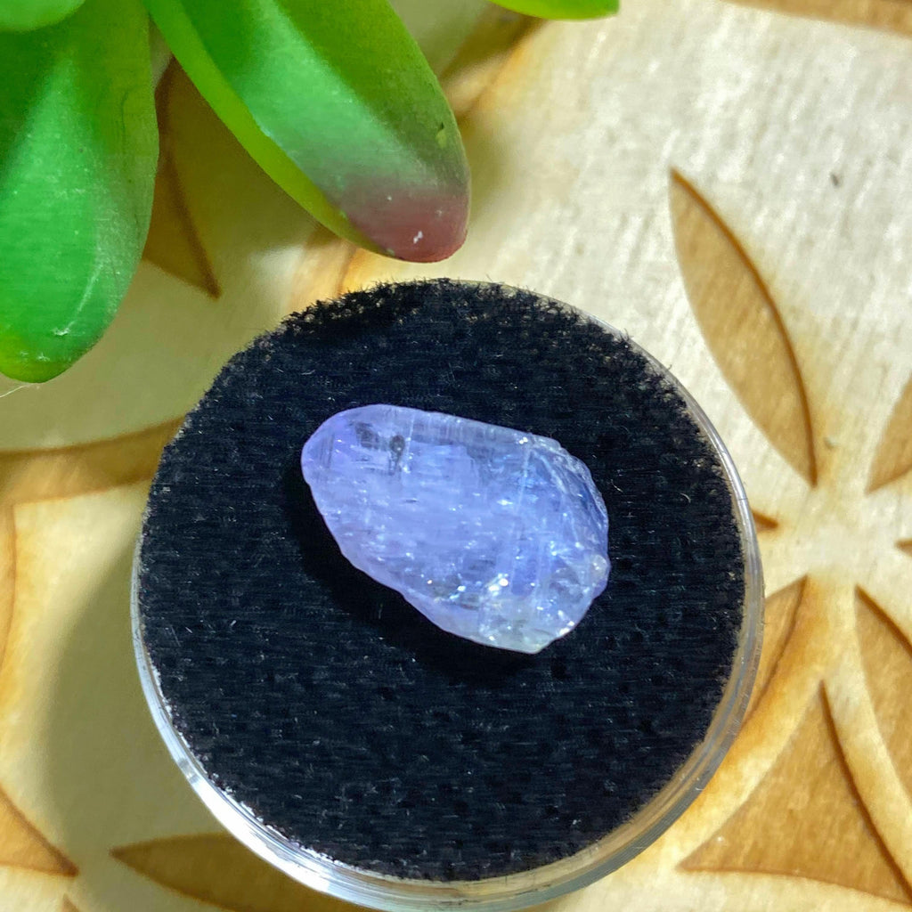 6.5 CT Terminated Gemmy Natural Tanzanite Specimen in Collectors Box - Earth Family Crystals