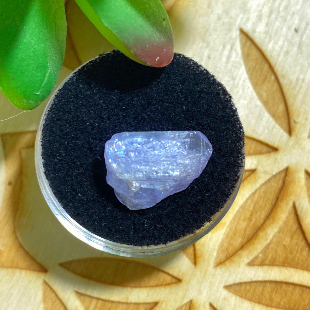 6.5 CT Terminated Gemmy Natural Tanzanite Specimen in Collectors Box - Earth Family Crystals