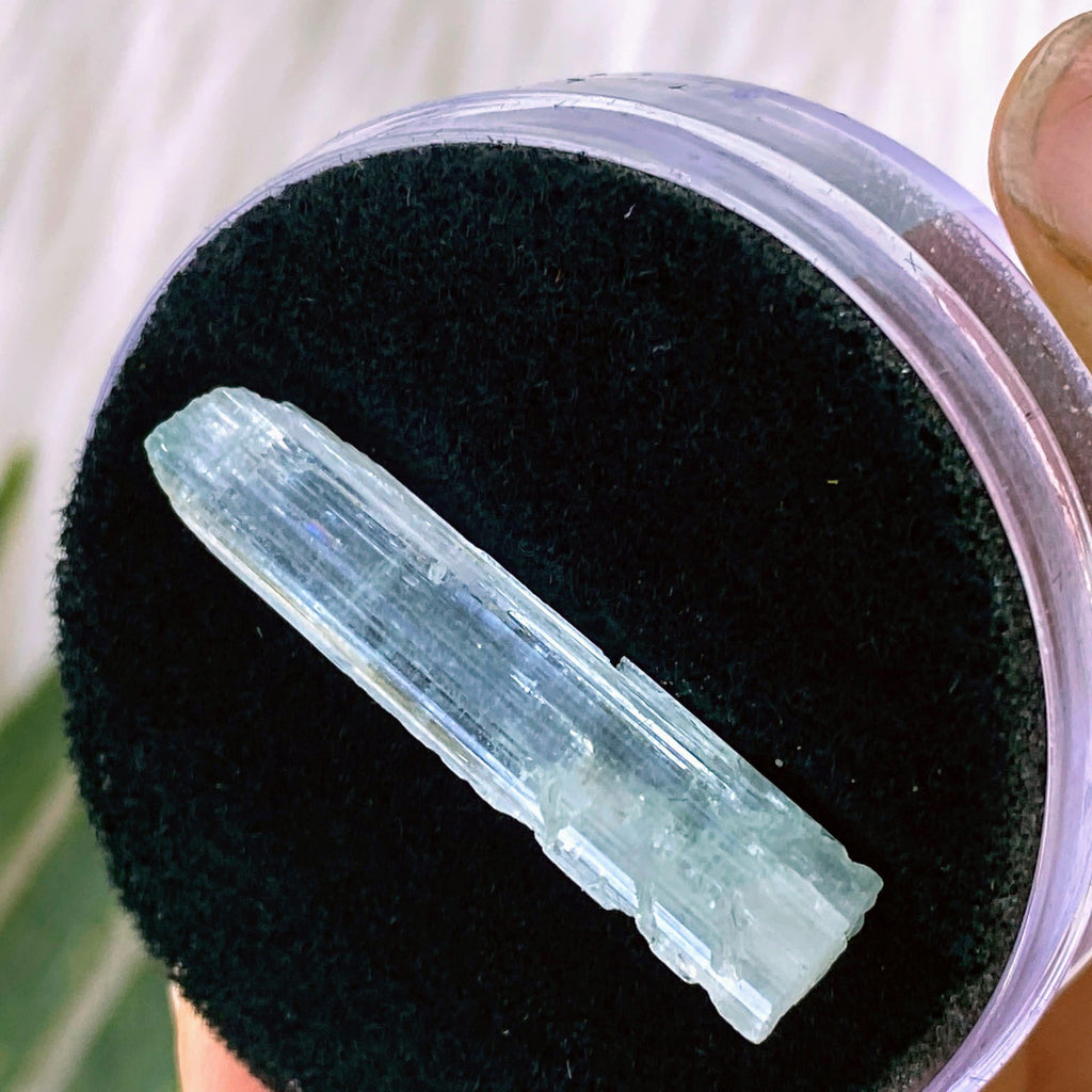 13ct Natural Aquamarine Specimen  in Collectors box #1 - Earth Family Crystals