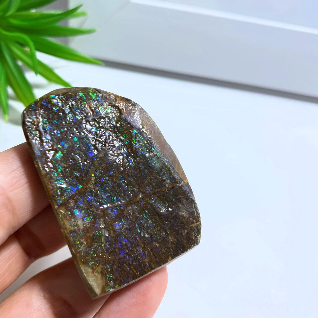 Rare Purple & Blue Flashes Ammolite Hand Held Specimen~ Locality Alberta, Canada - Earth Family Crystals