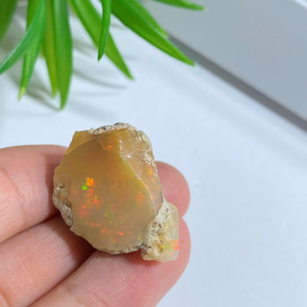 Extreme Flash Raw  Ethiopian Opal Collectors Specimen #4 - Earth Family Crystals