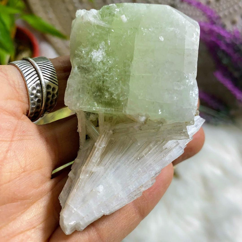 Very Unusual Formation! Perfect Fanned Scolecite Crystals Nestled on Green Apophyllite ~Locality: India - Earth Family Crystals