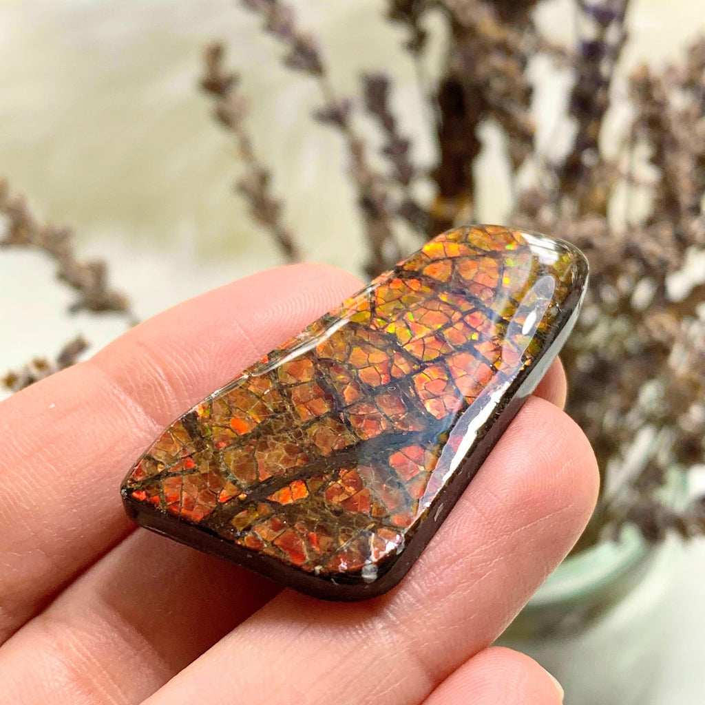 Ammolite Cabochon From Alberta ~Ideal for Crafting #1 - Earth Family Crystals