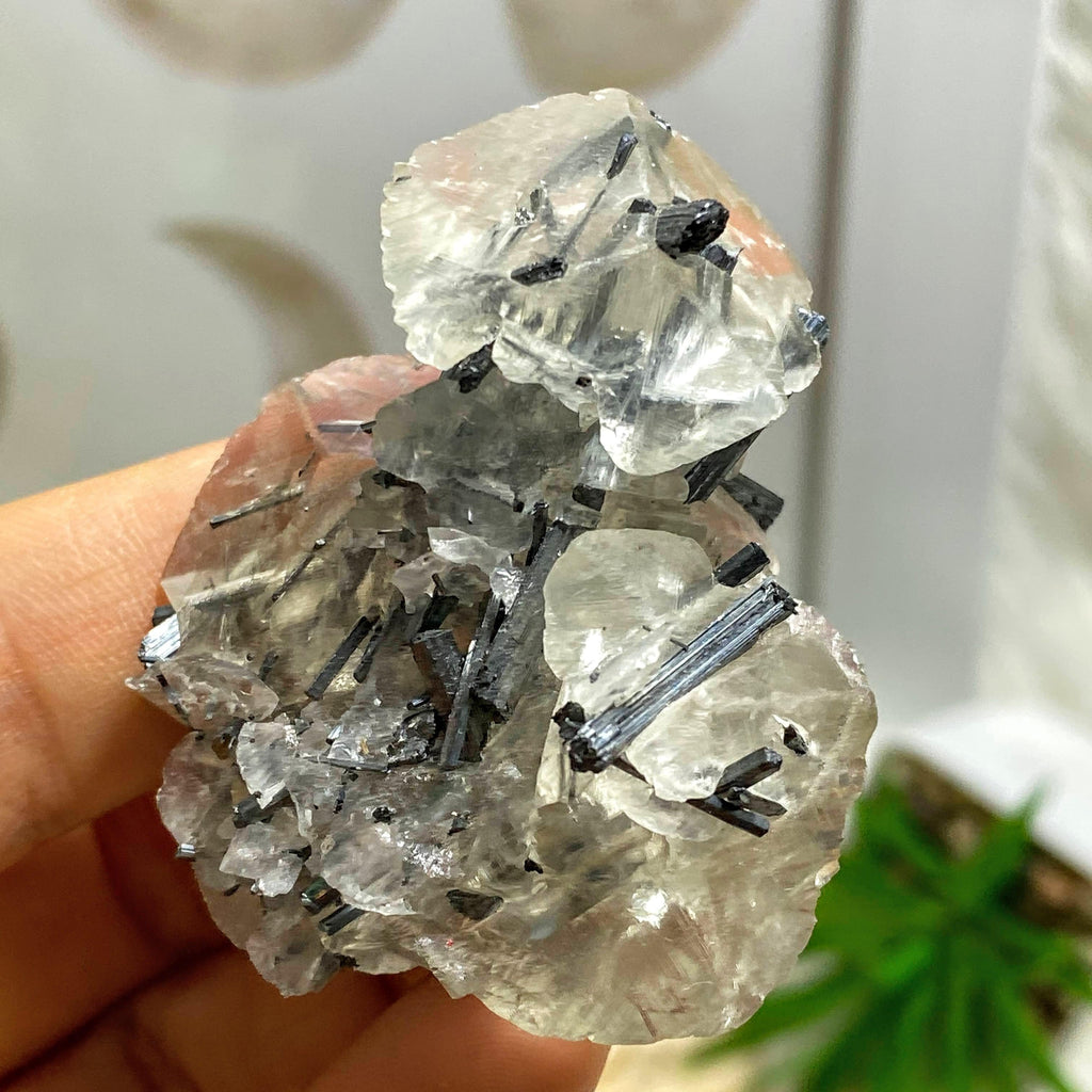 Rare Collectors Specimen! Multiple Silver Stibnite Points Nestled in Calcite Matrix From Hunan, China - Earth Family Crystals