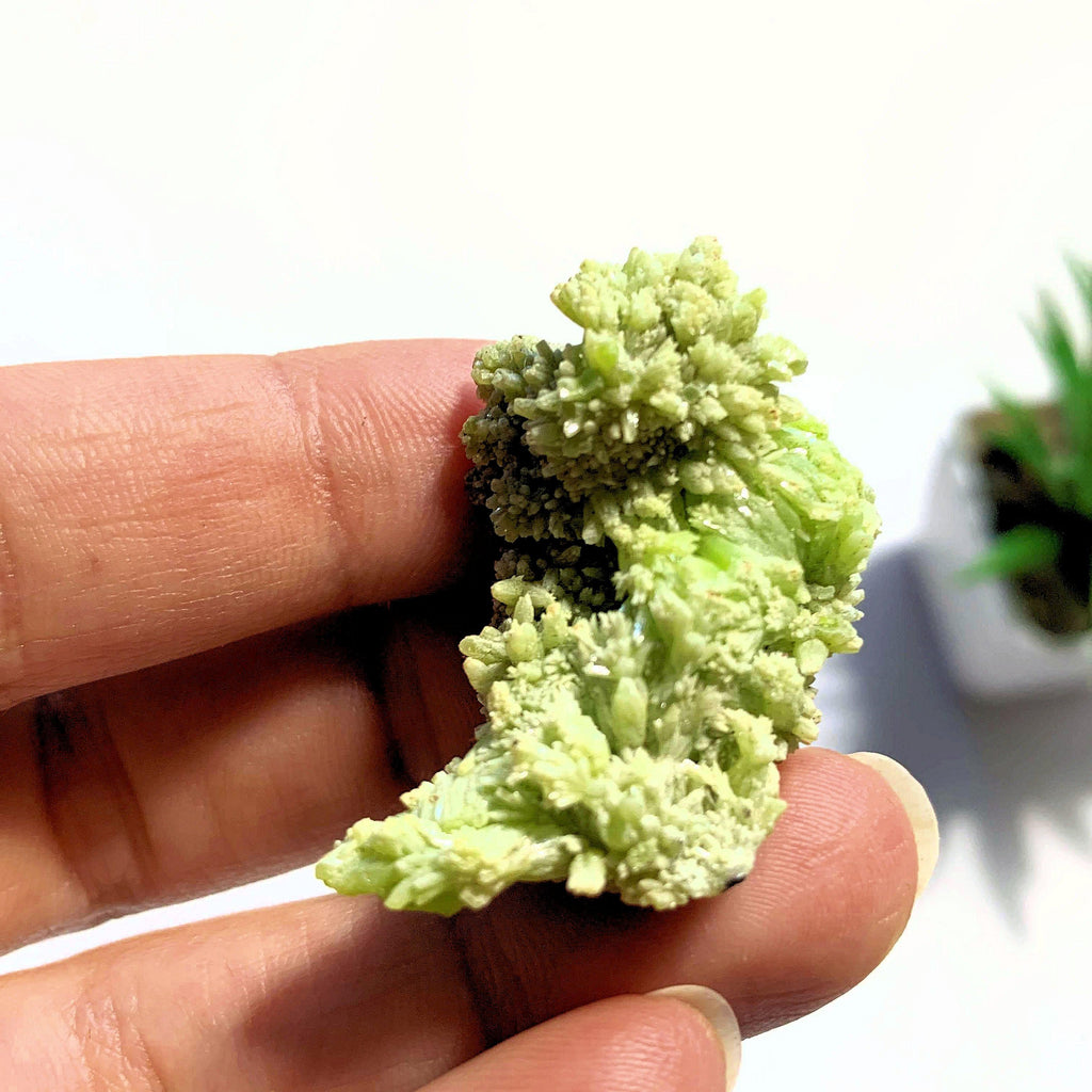 Lime Green Pyromorphite Small Collectors Specimen~Locality China - Earth Family Crystals