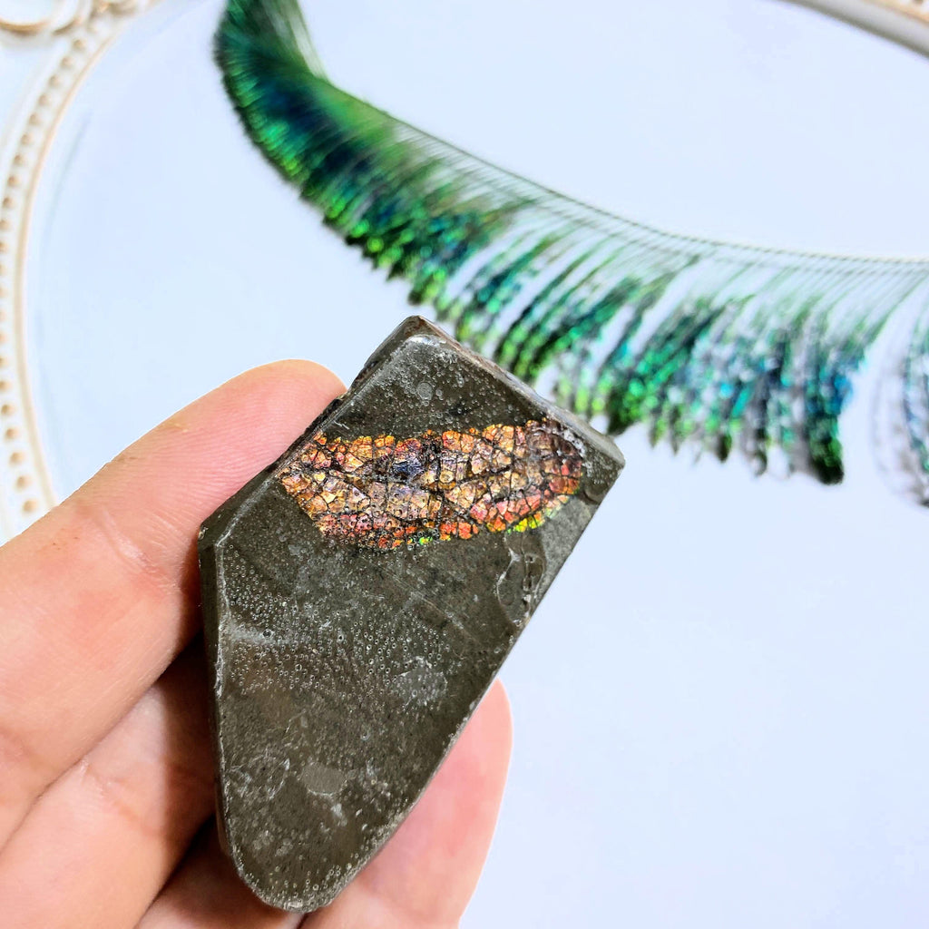 Unusual Double Sided Flash Ammolite Hand Held Specimen ~Locality: Alberta - Earth Family Crystals