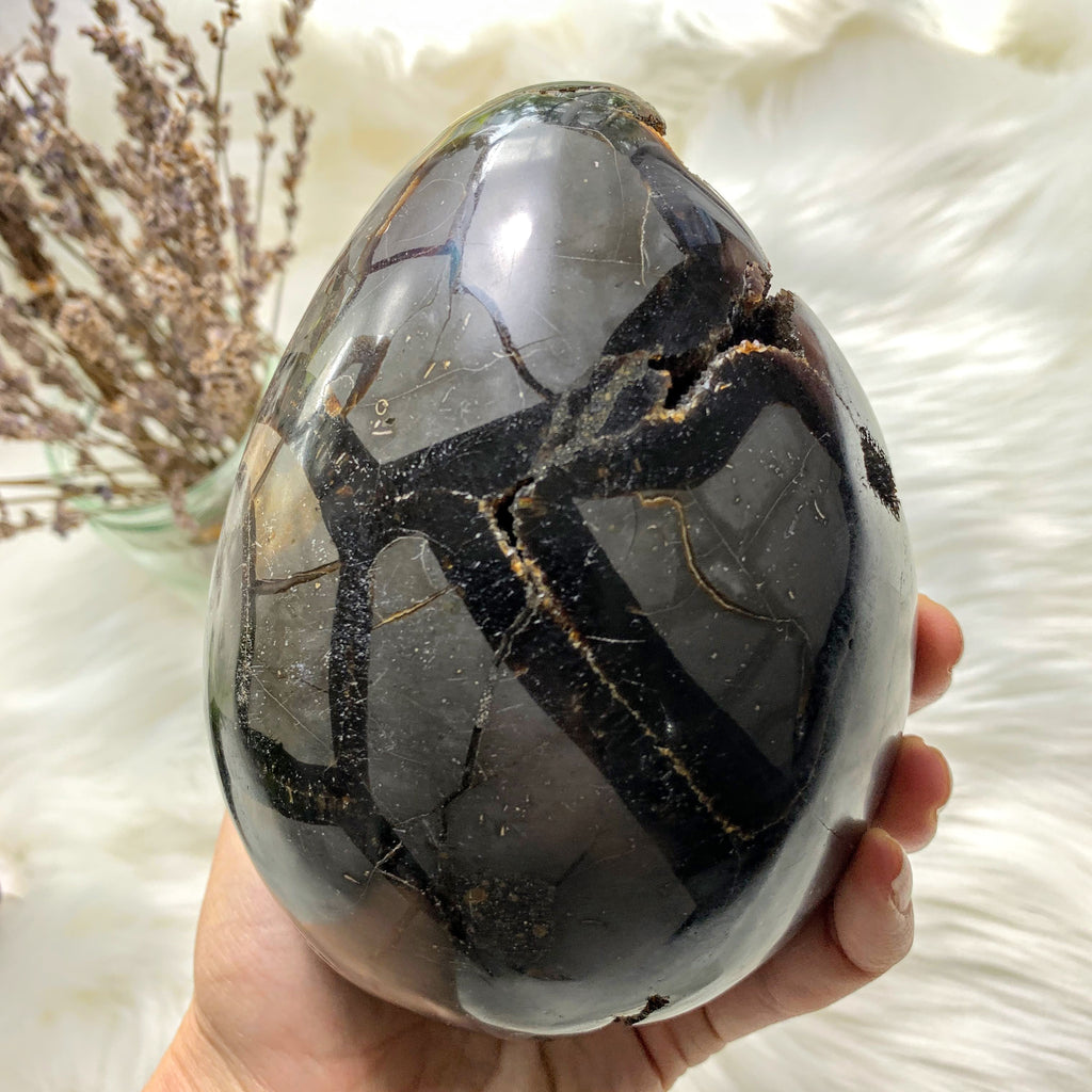 Jumbo Septarian Dragon Egg Specimen With Druzy Geode Cave From Madagascar - Earth Family Crystals