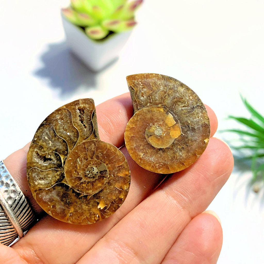 Druzy Caves~ Complete Ammonite Small Set Partially Polished From Madagascar - Earth Family Crystals