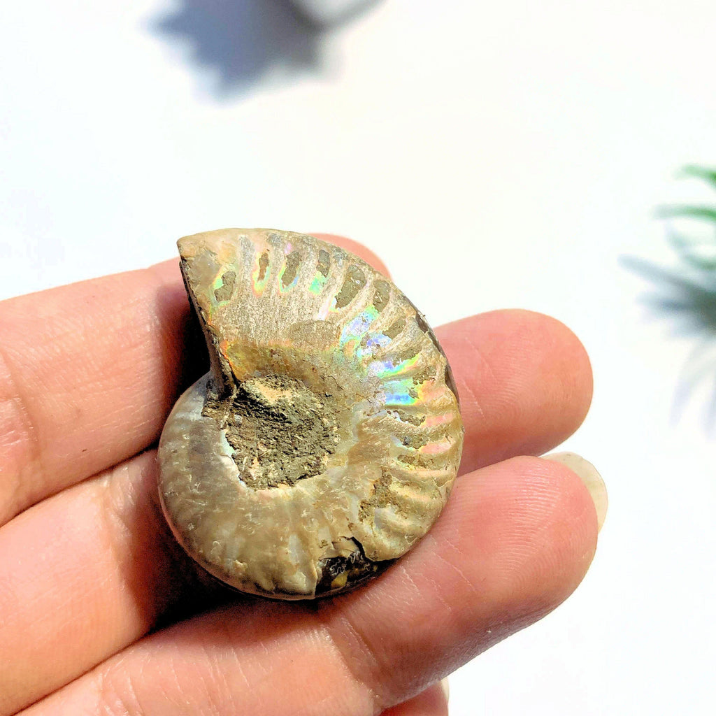 Druzy Caves~ Complete Ammonite Small Set Partially Polished From Madagascar - Earth Family Crystals
