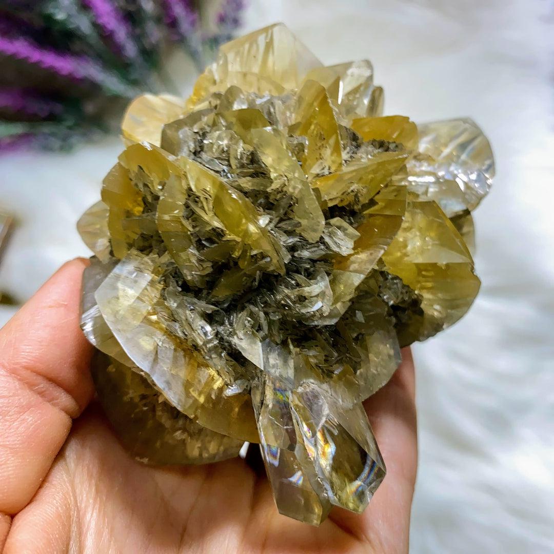 Incredibly Rare! AA Grade XL Golden Winnipeg Gypsum Selenite Rose Crystal Cluster From Manitoba, Canada - Earth Family Crystals