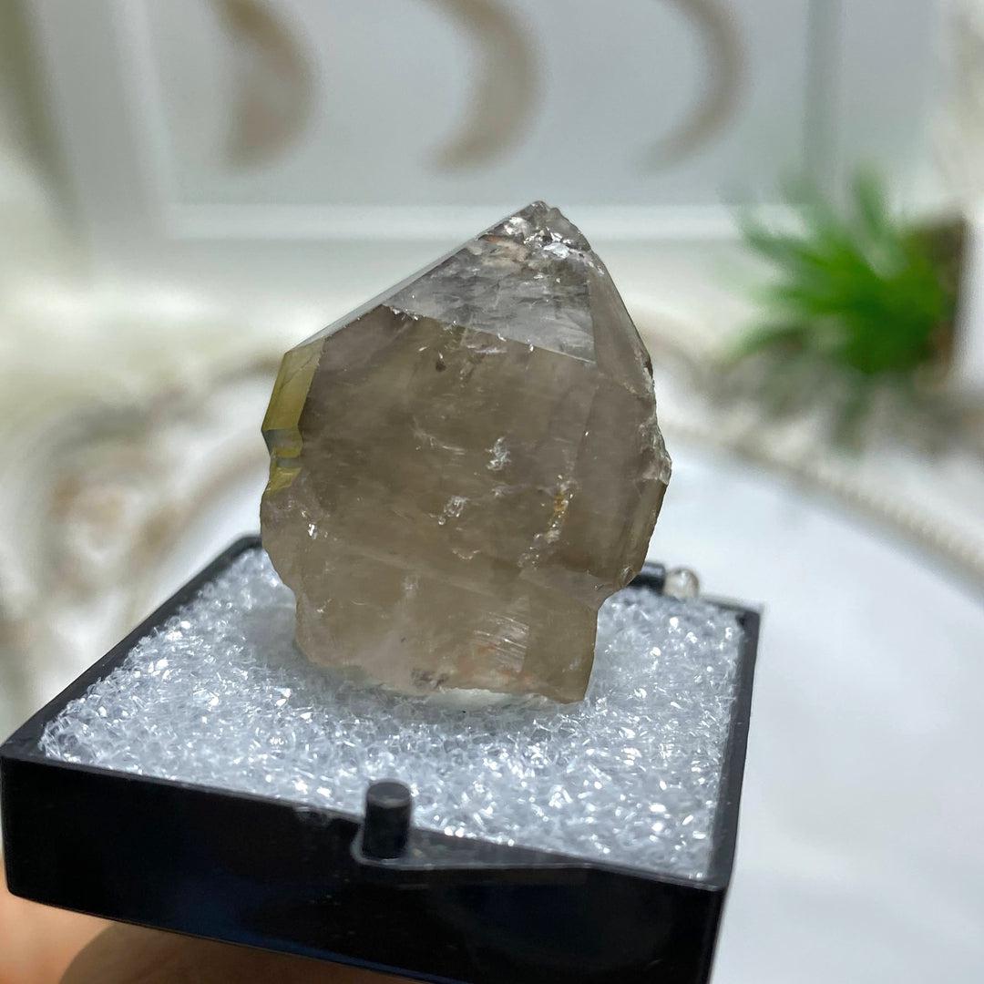 Special Formation~ Phantom & Scepter Natural Smoky Quartz Point in Collectors Box From Fat Jack Mine, Arizona - Earth Family Crystals