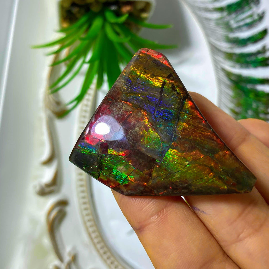 Very Rare Blue Flashes!  Alberta Ammolite Hand Held Collectors Specimen - Earth Family Crystals