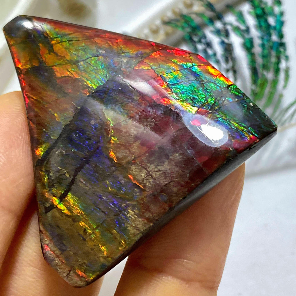 Very Rare Blue Flashes!  Alberta Ammolite Hand Held Collectors Specimen - Earth Family Crystals