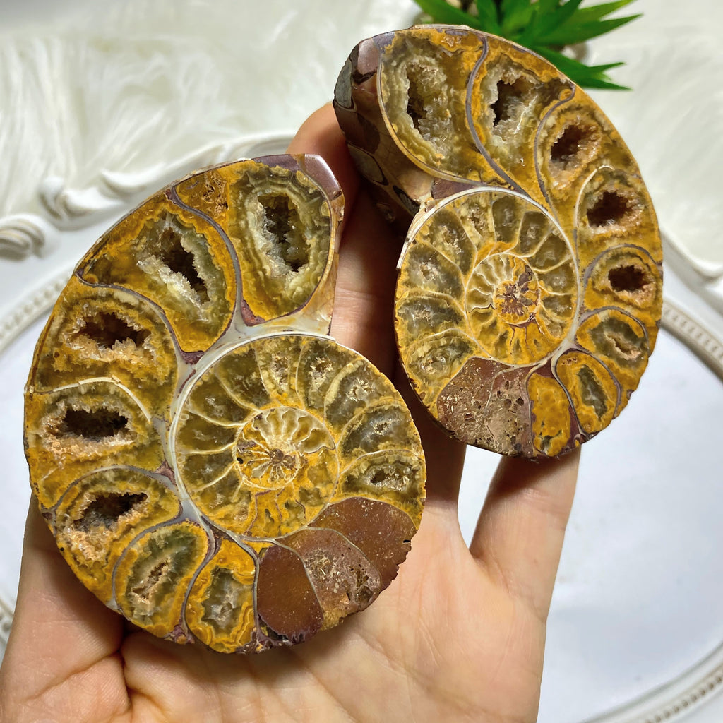 Reserved for Sandy AA Grade~ Incredible Druze filled Chambers Large Ammonite Matching Pair ~Locality: Madagascar - Earth Family Crystals