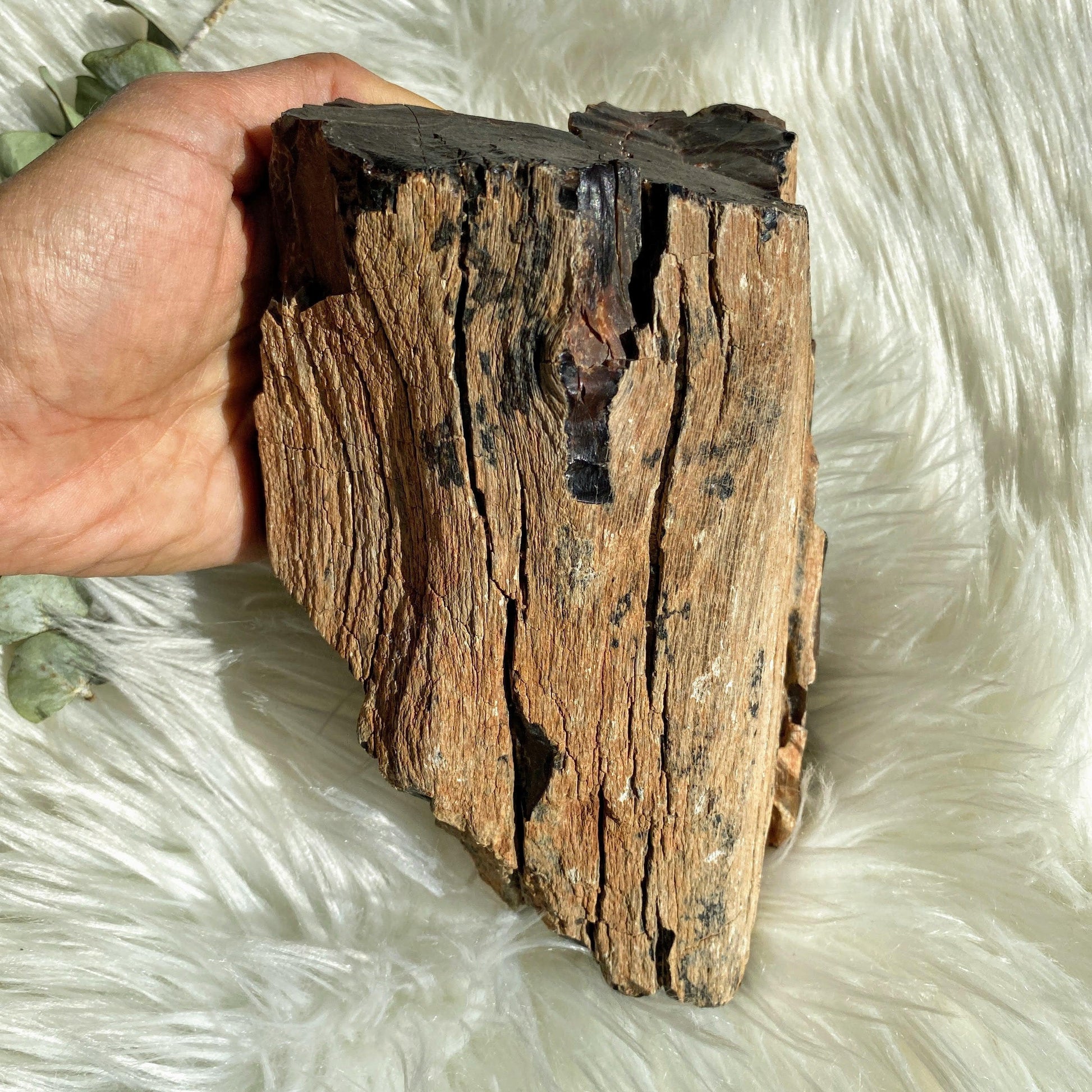 Jaw Dropping 1.9KG Natural Petrified Wood Specimen from Australia - Earth Family Crystals