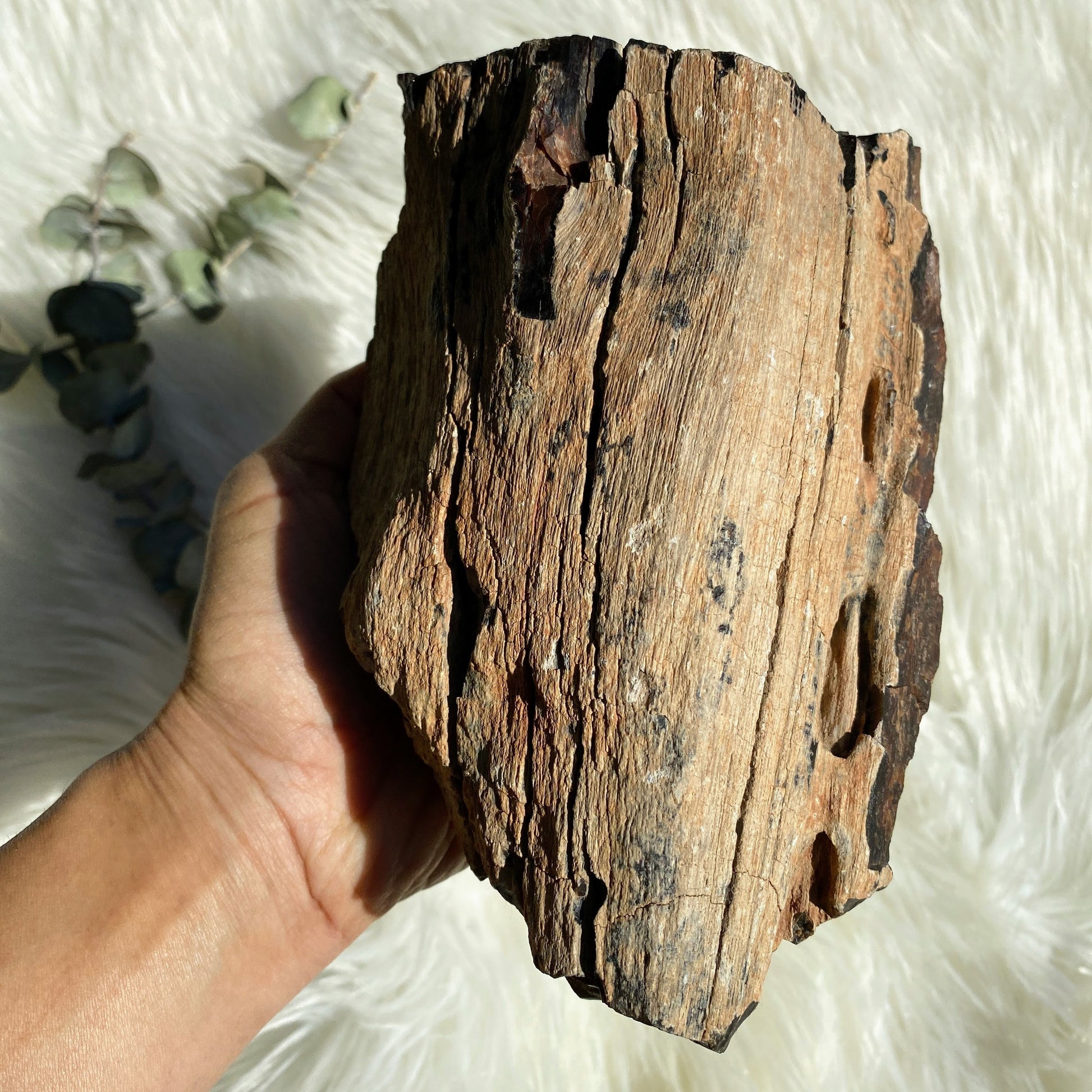 Jaw Dropping 1.9KG Natural Petrified Wood Specimen from Australia - Earth Family Crystals