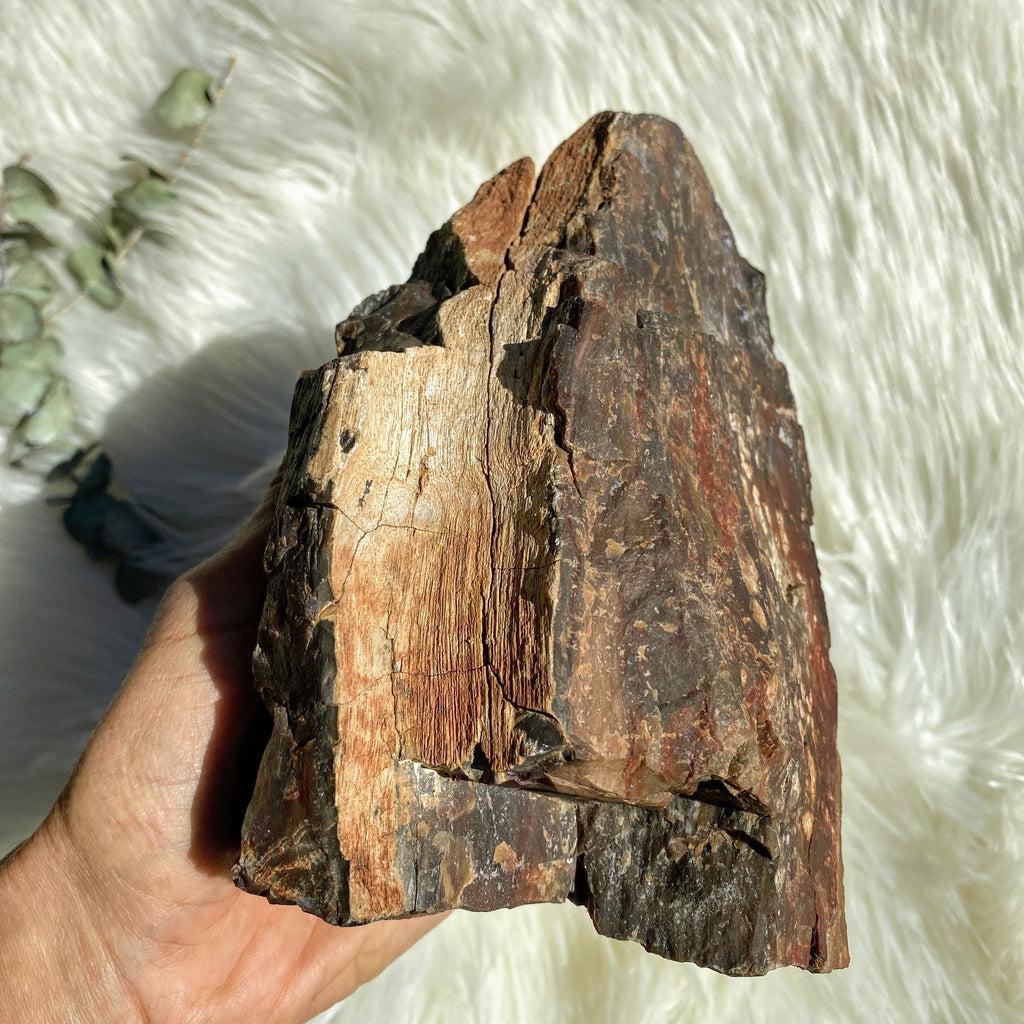 Jaw Dropping 1.9KG Natural Petrified Wood Specimen from Australia - Earth Family Crystals