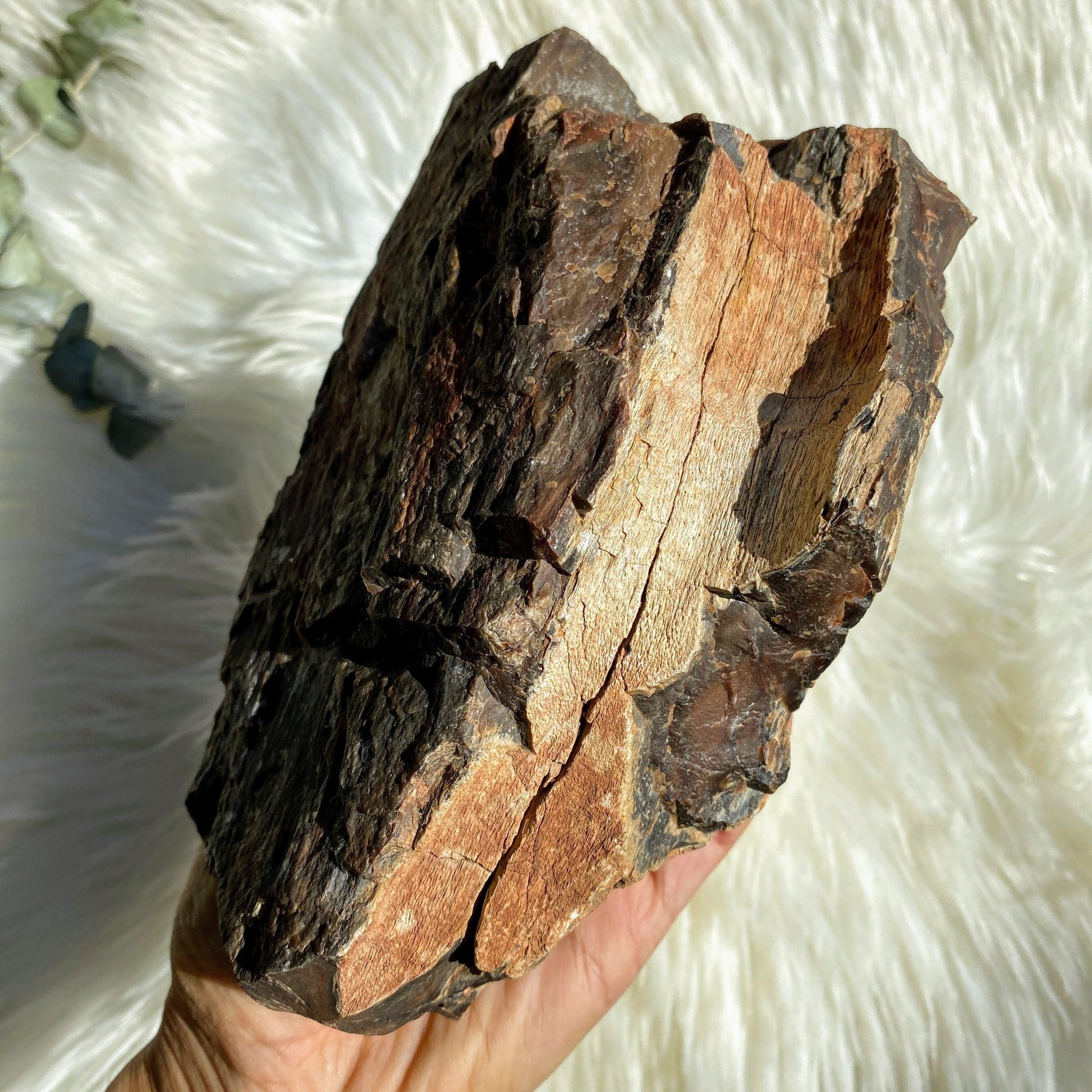 Jaw Dropping 1.9KG Natural Petrified Wood Specimen from Australia - Earth Family Crystals