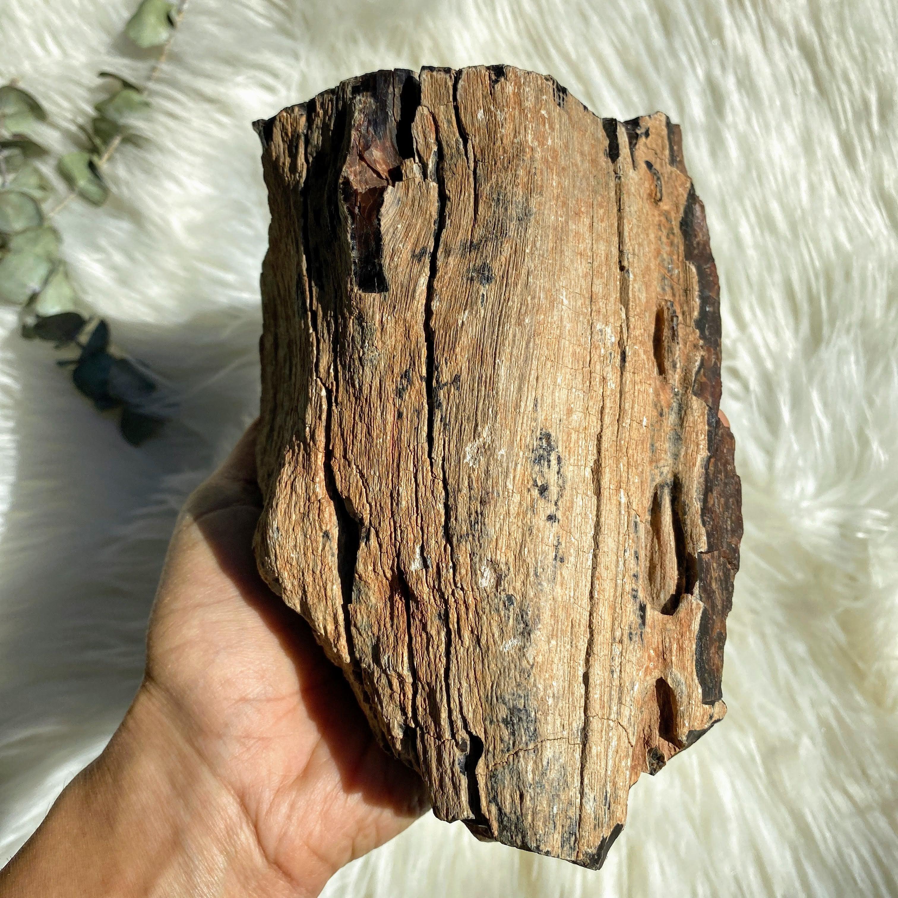 Jaw Dropping 1.9KG Natural Petrified Wood Specimen from Australia - Earth Family Crystals