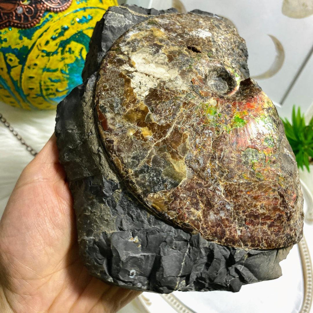 Rare! XXL 3.6kg Partial Spiral Ammolite Fossil In Host Rock Matrix  Standing Display Specimen ~Locality Alberta, Canada - Earth Family Crystals