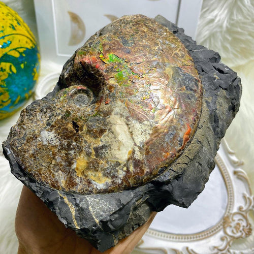 Rainbow Ammolite Fossil In Host Rock Matrix from Alberta, Canada
