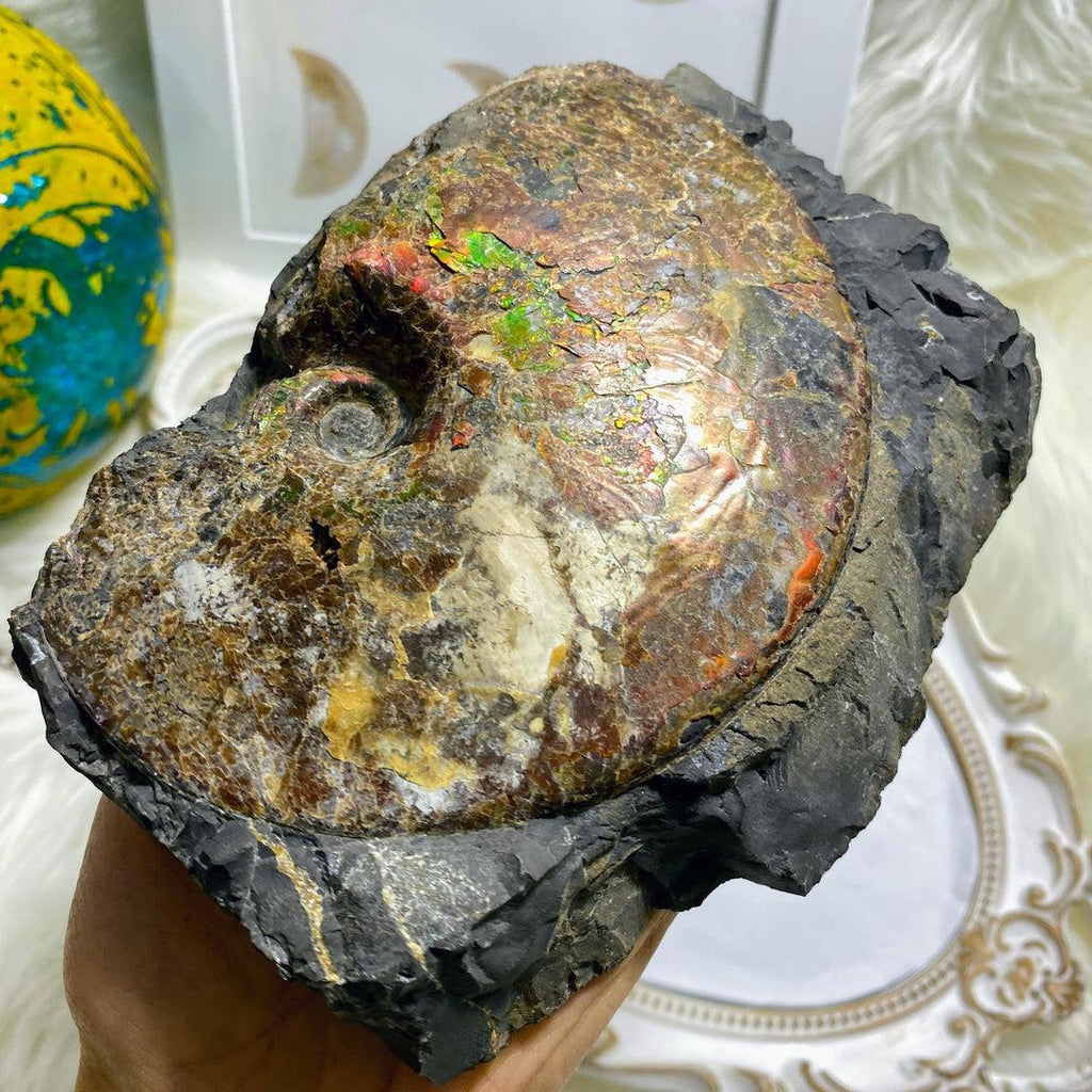 Rare! XXL 3.6kg Partial Spiral Ammolite Fossil In Host Rock Matrix  Standing Display Specimen ~Locality Alberta, Canada - Earth Family Crystals
