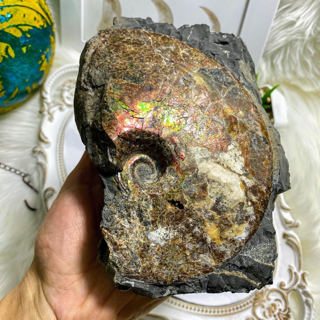 Rare! XXL 3.6kg Partial Spiral Ammolite Fossil In Host Rock Matrix  Standing Display Specimen ~Locality Alberta, Canada - Earth Family Crystals
