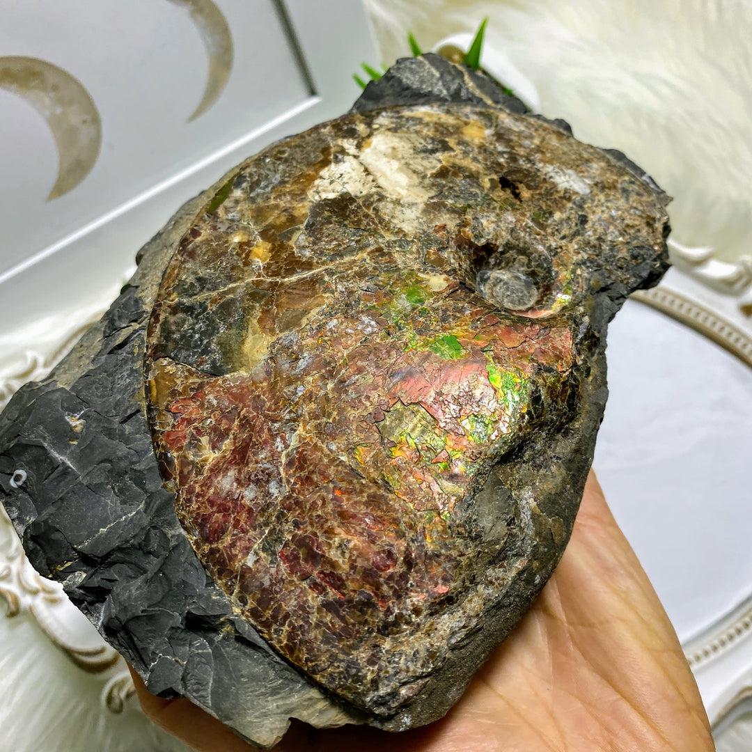 Rare! XXL 3.6kg Partial Spiral Ammolite Fossil In Host Rock Matrix  Standing Display Specimen ~Locality Alberta, Canada - Earth Family Crystals