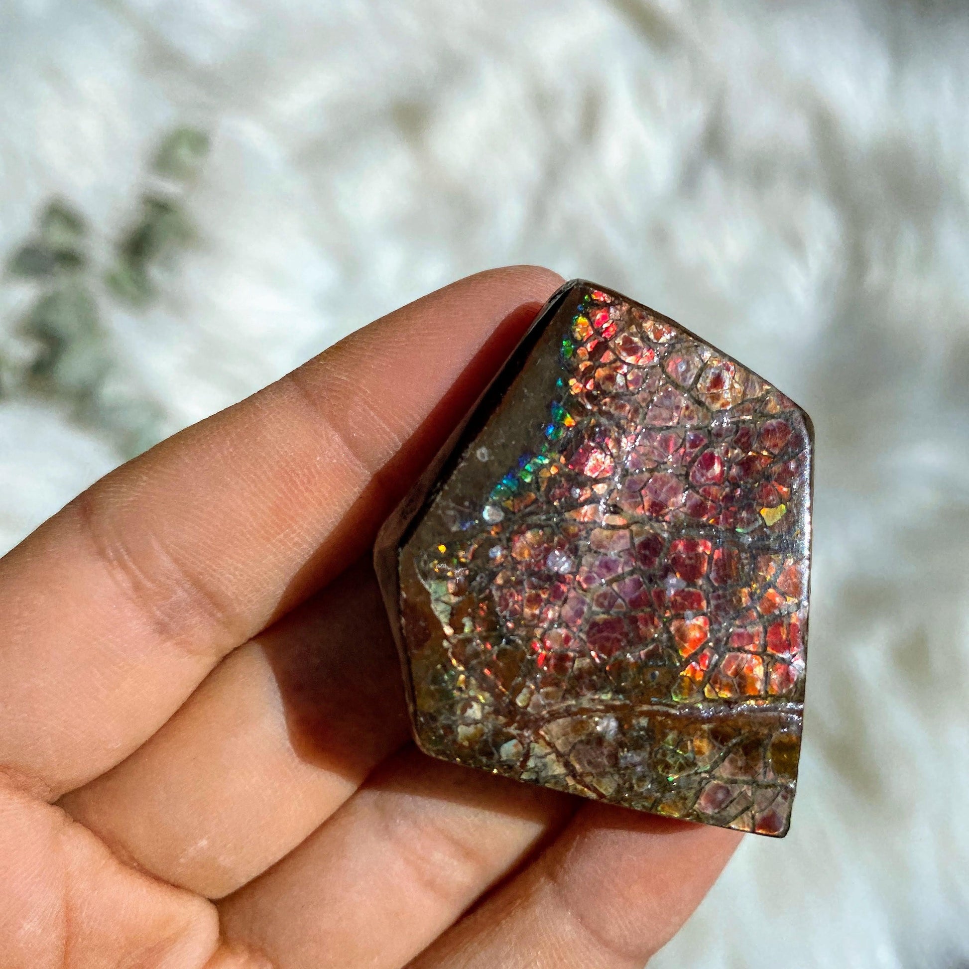 Rare Double Sided Flashes!  Colorful Alberta Ammolite Fossil Chunky Specimen - Earth Family Crystals